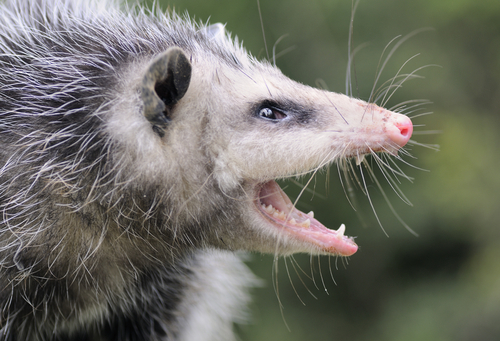 How to Keep Opossums and Raccoons Away - Pest Removal : Brody Brothers ...