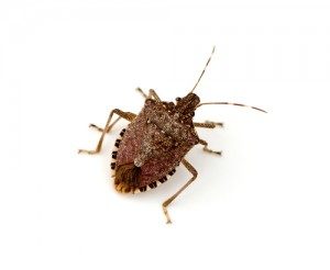 Stink Bugs Facts About Stink Bugs How To Get Rid Of Them