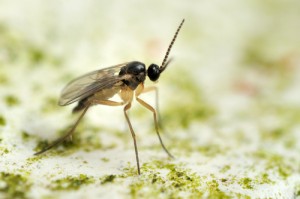 Fungus Gnats Removal in Baltimore, MD | Fungus Gnat ...