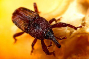 Grain Weevil Control Id Pest Control In Baltimore Md