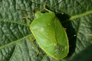 Green Stink Bugs | Brody Brothers Pest Control Baltimore MD : Brody