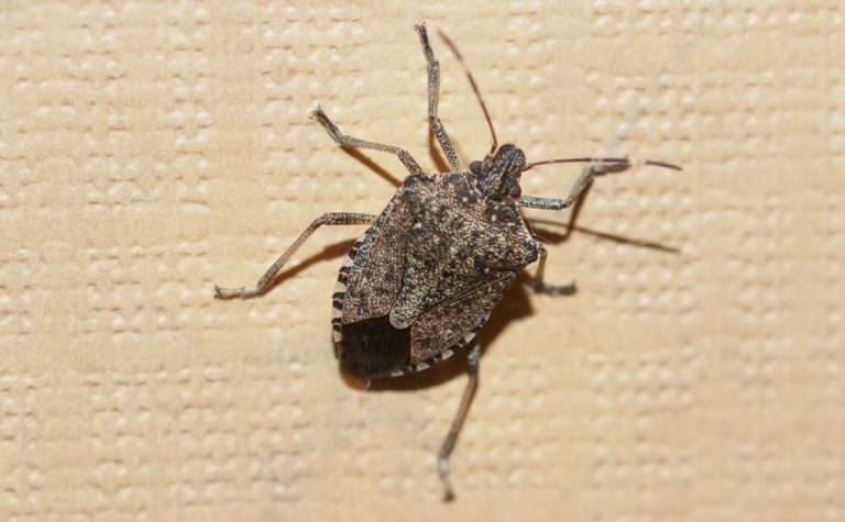 Why Stink Bugs Invite Themselves Into Maryland Homes for the Winter