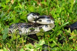 Rat Snake Removal In Baltimore Md Md Rat Snake Exterminators