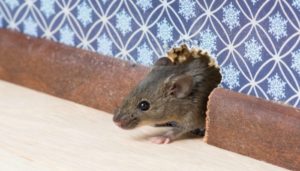 House Mice Vs Deer Mice How To Identify Remove Prevent Mice