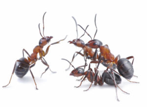 5-common-types-ants-maryland-home