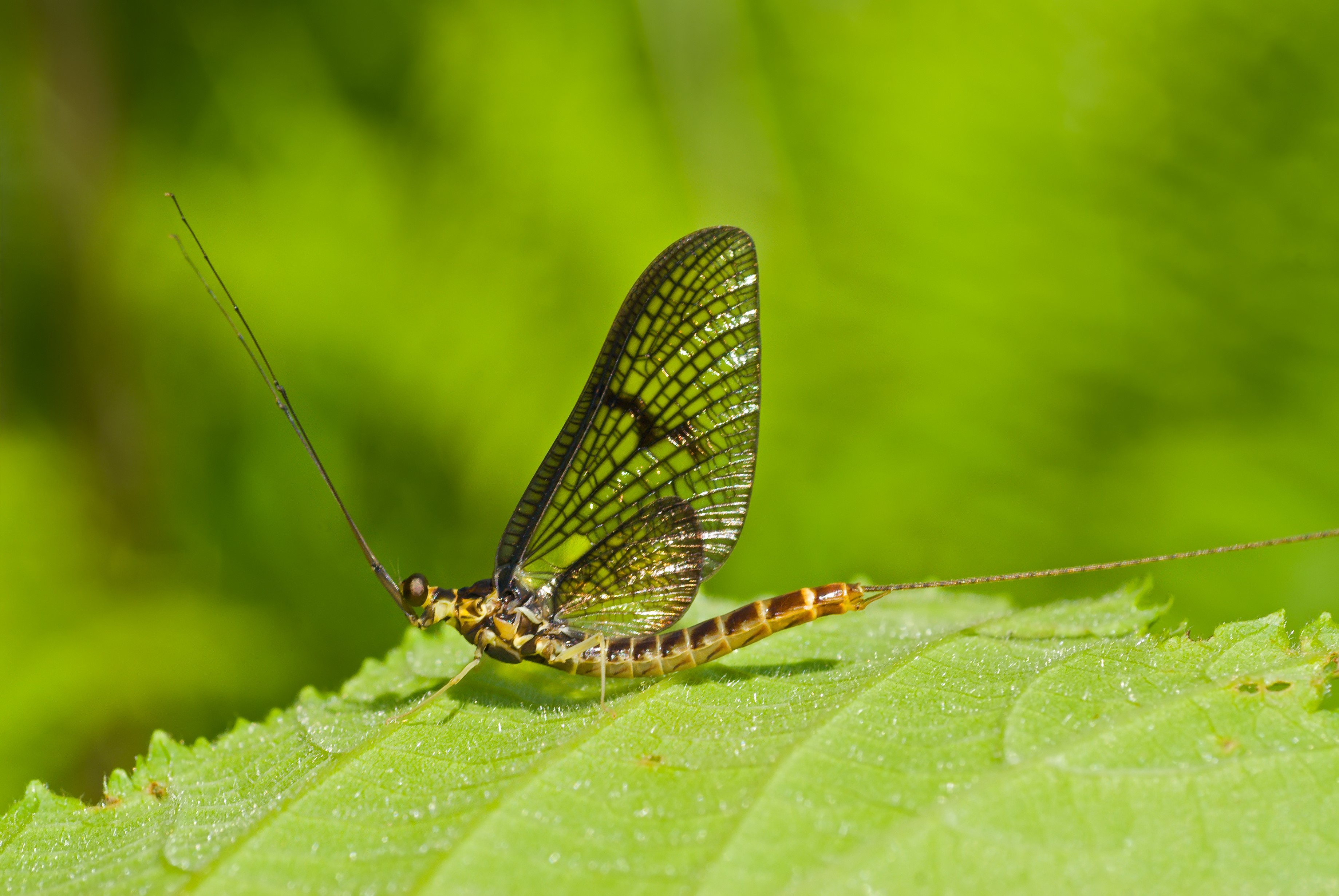 Get Mayflies to Fly Away Pest Control Services Near Baltimore, MD