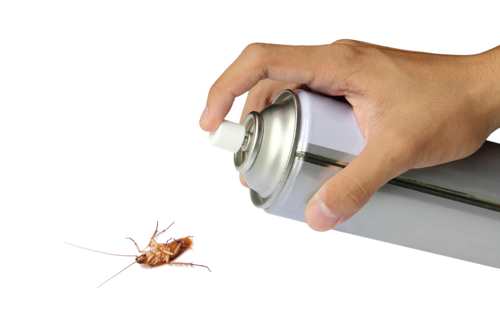 5 Signs of a German Roach Infestation and How to Get Rid of Them