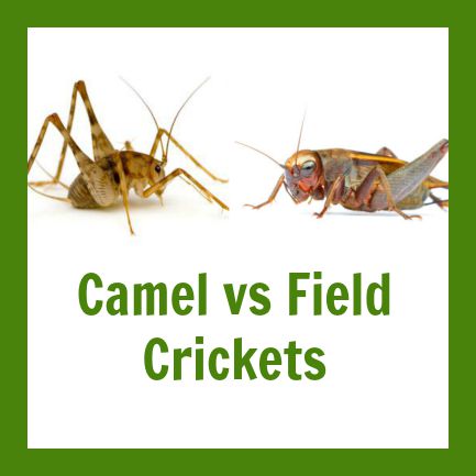 What S The Difference Between Camel Crickets And Field Crickets