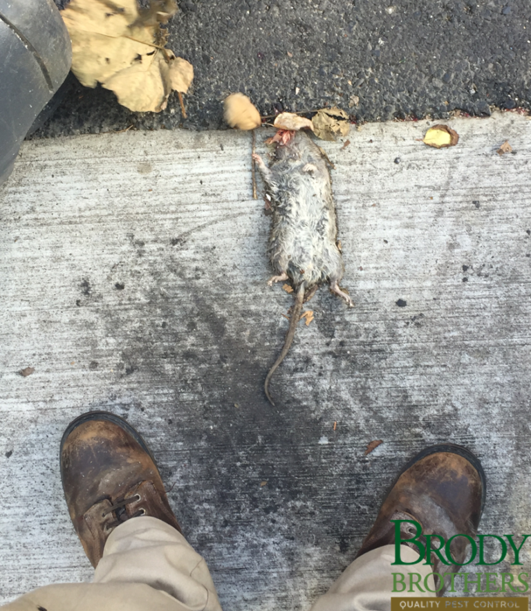 The Baltimore Rat Problem | Why Is There a Rat Problem in Baltimore?