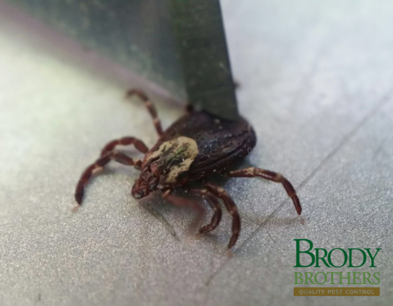 5 Most Common Ticks in Maryland Baltimore Pest Control