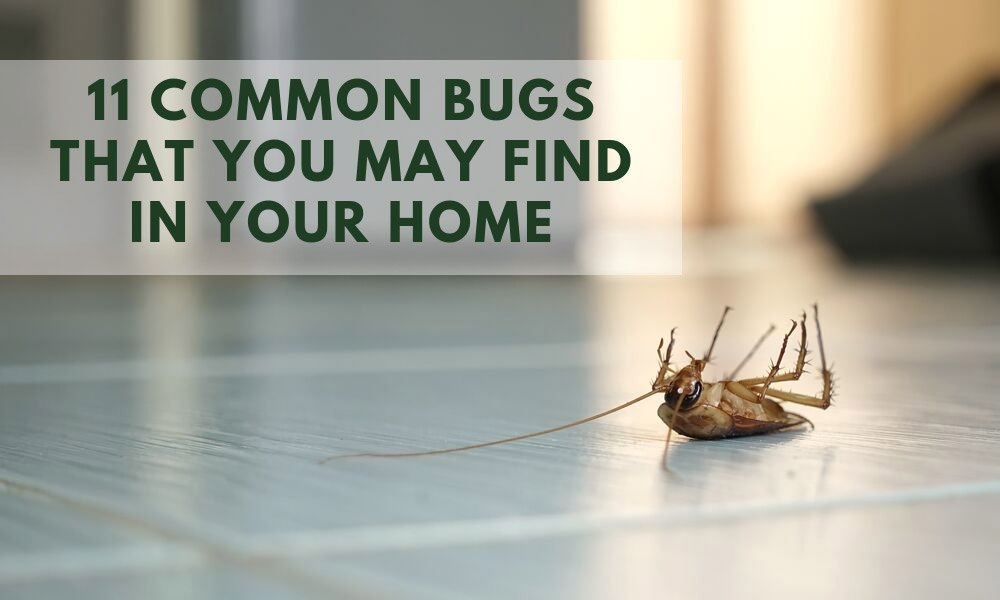 Types Of Flies  Do-It-Yourself Pest Control