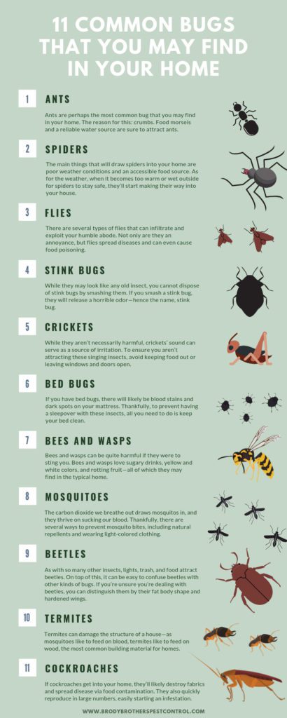 11 Common Bugs That You May Find in Your Home