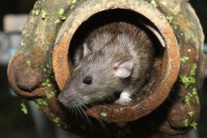 Rodent and Pest Control  Anne Arundel County Health Department