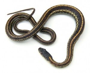 Gartner Snake