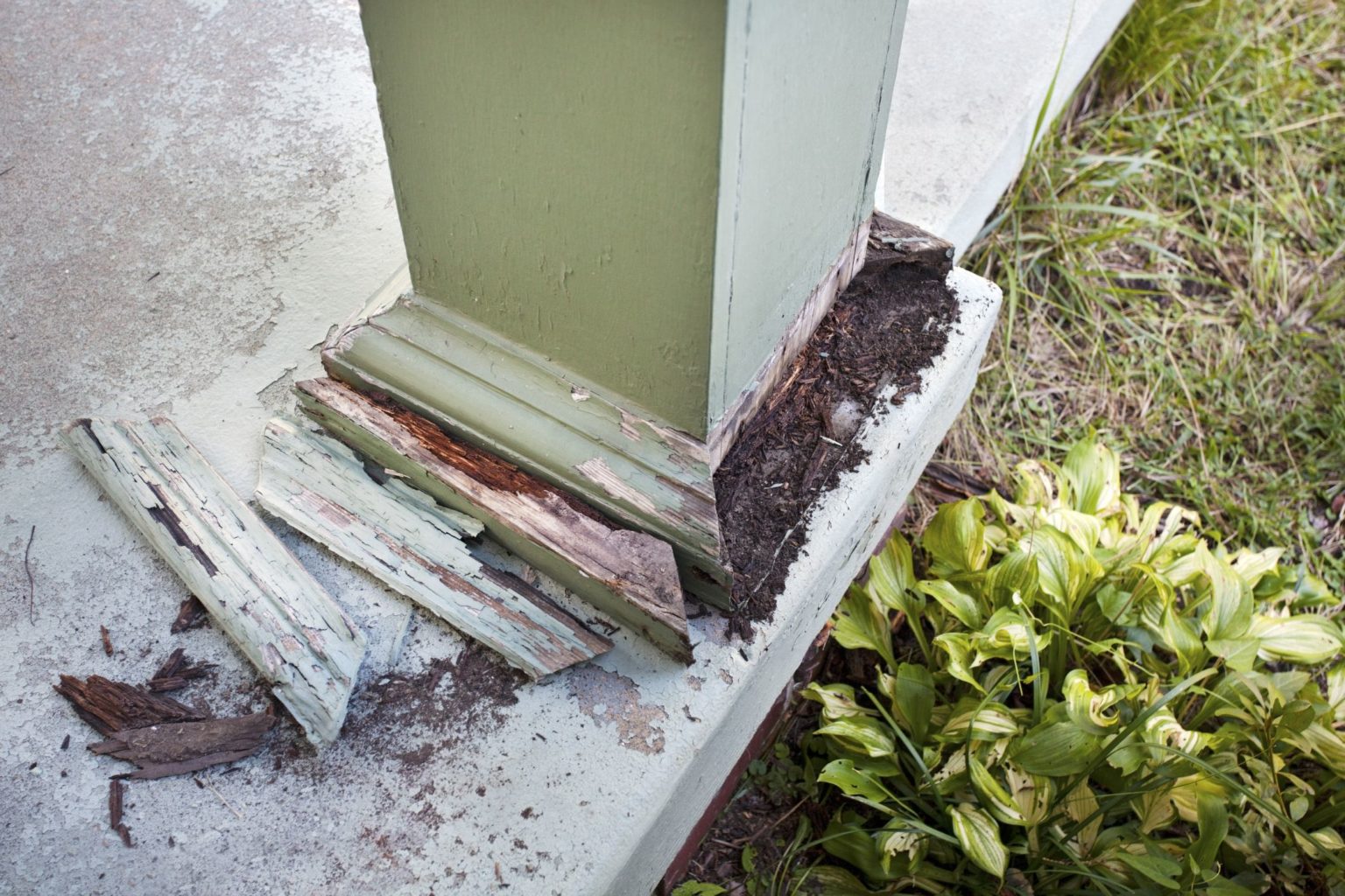 Termite Control In Baltimore 