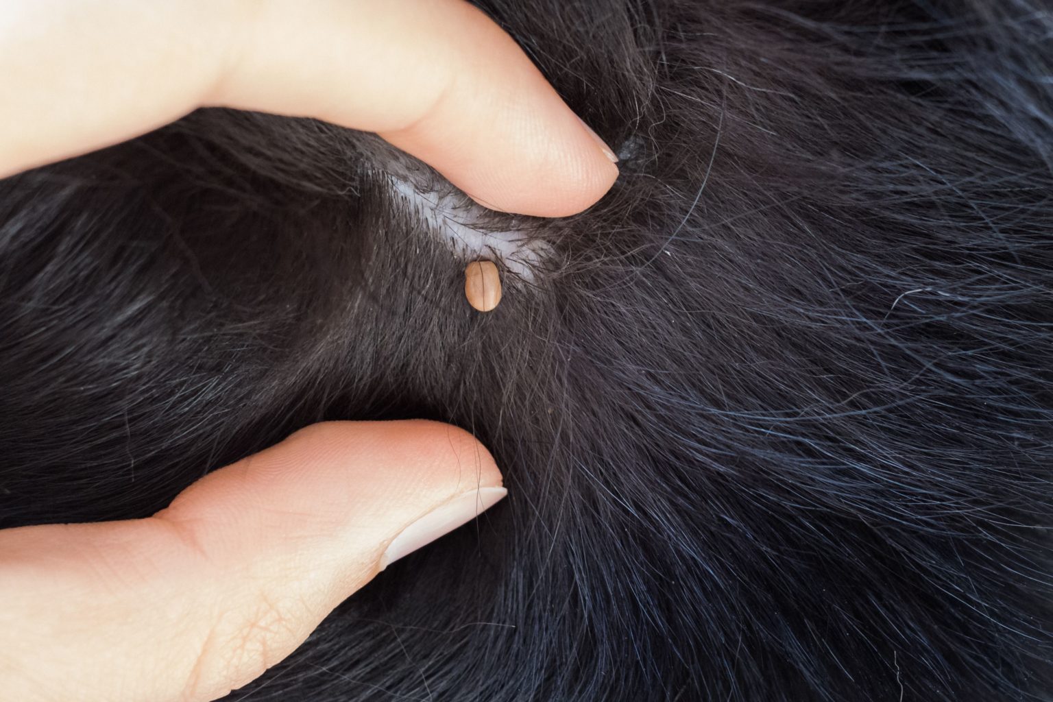 are-ticks-dangerous-to-you-your-pets-our-guide-to-ticks-in-baltimore