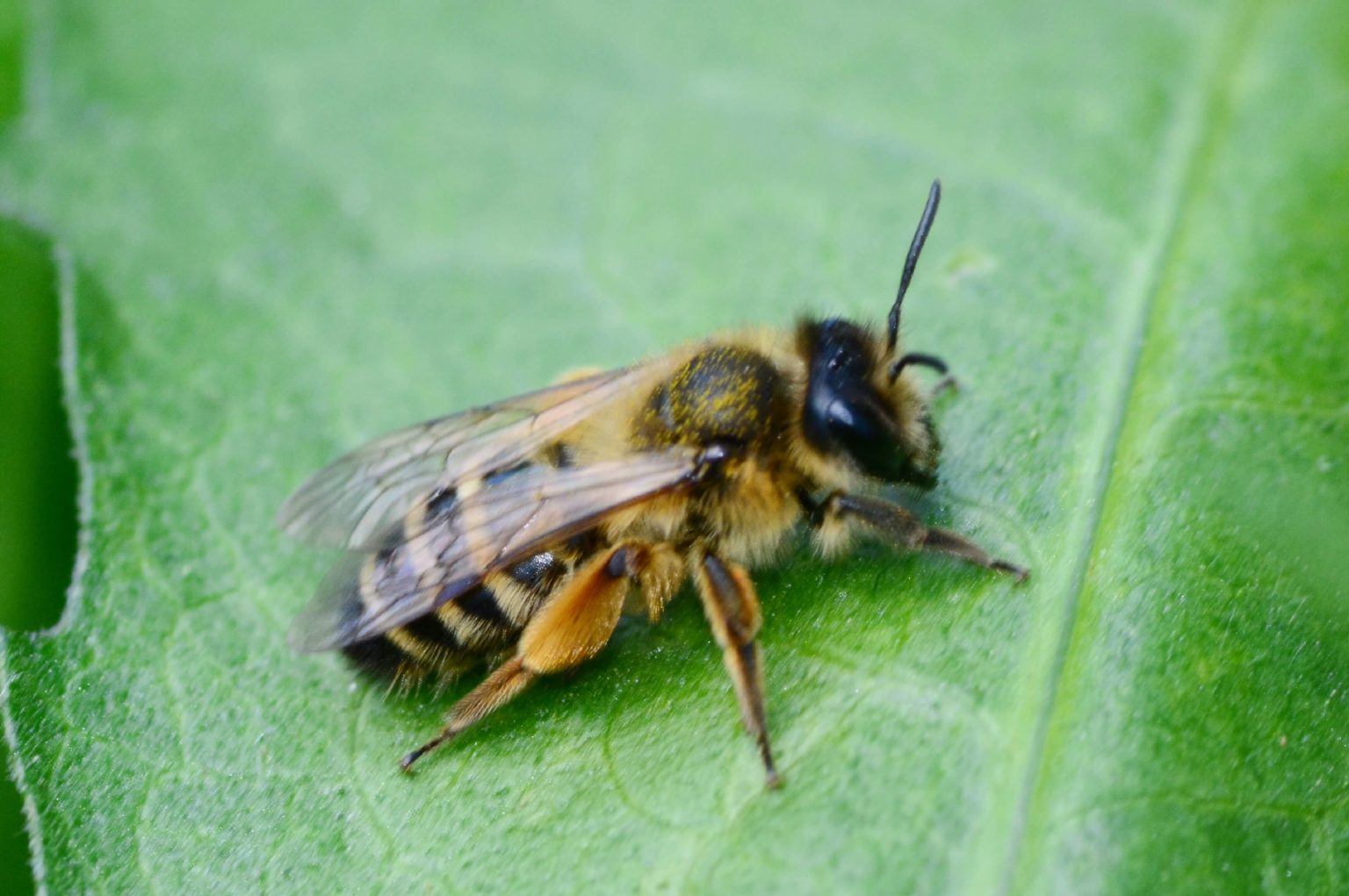 Do Bees Like Coffee Grounds? The Buzz on Caffeine and Honeybees