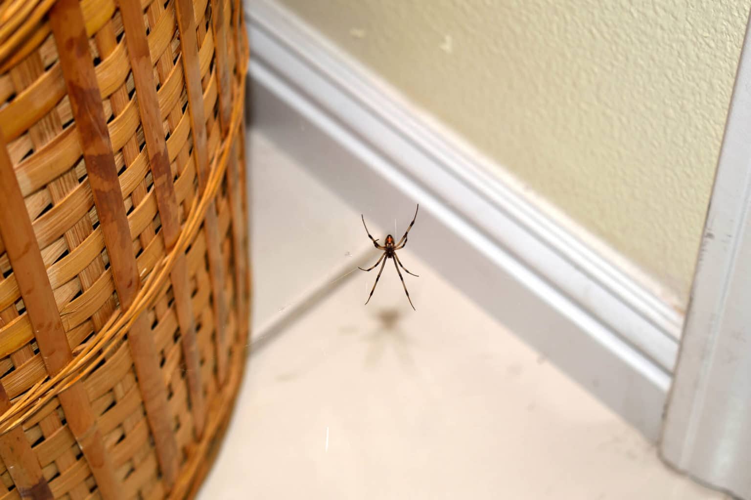 How Do I Get Rid of Spiders in My House? - Brody Brothers - How To Get A Spider Out Of Your Room