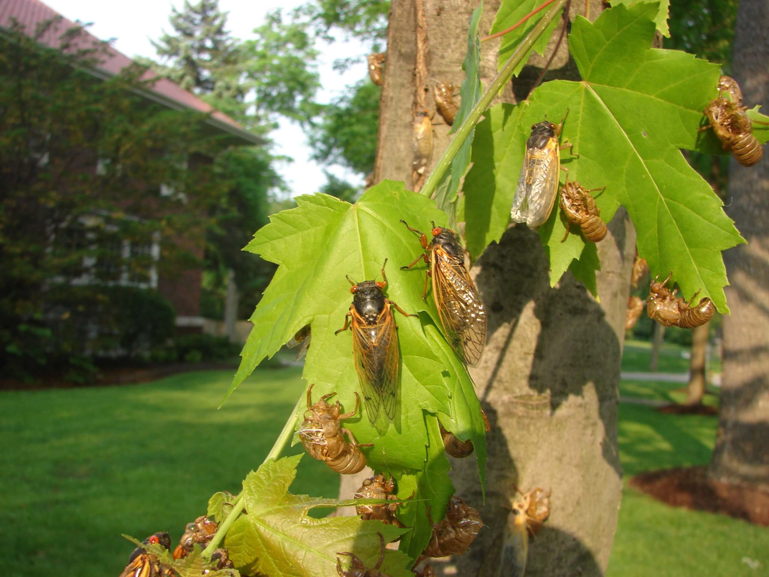 Everything You Need to Know About the Cicada Emergence in Spring 2021