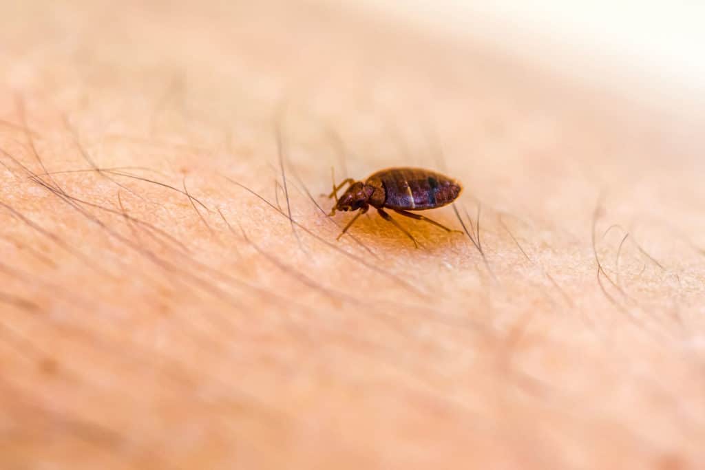 Top 5 Tips for Preventing Bed Bugs