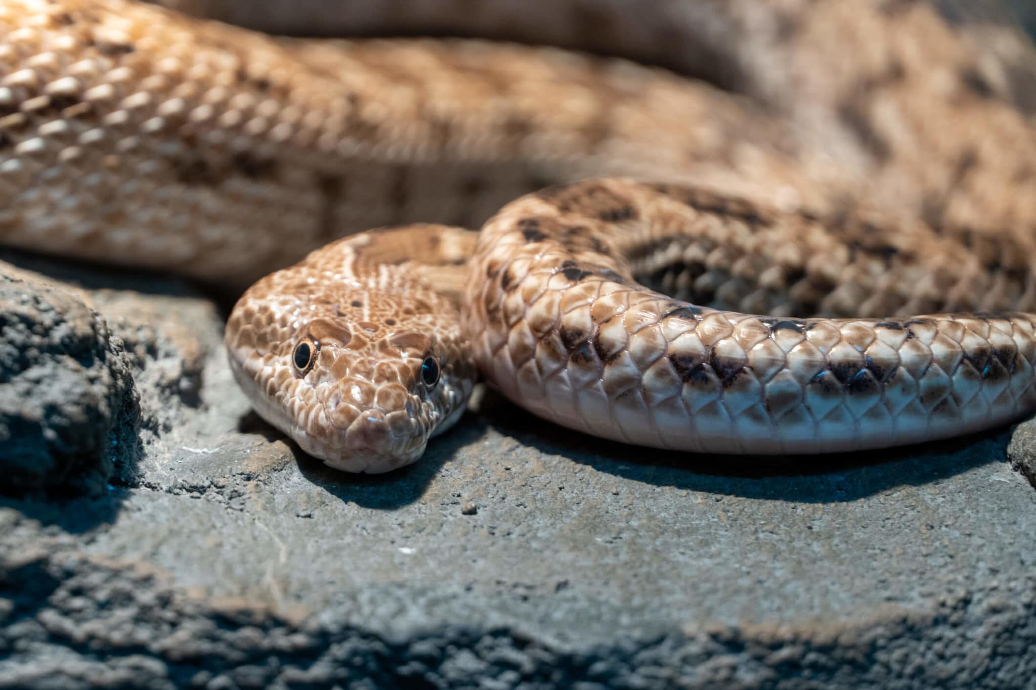 How To Treat A Venomous Snake Bite In Annapolis | Brody Brothers