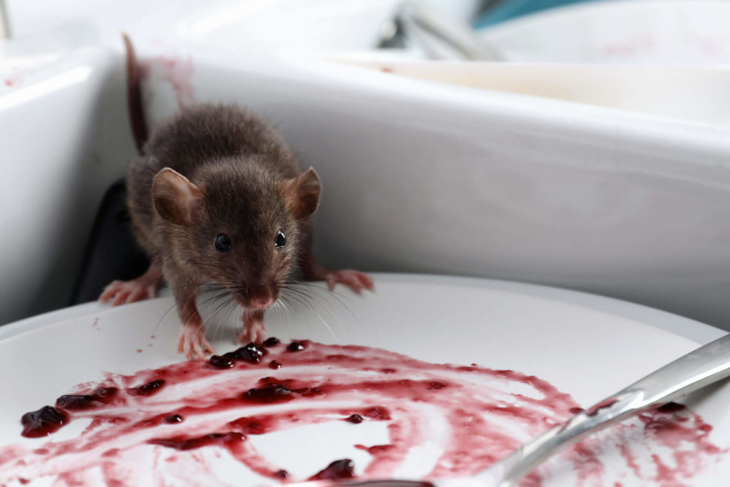 rats in baltimore attracted to food