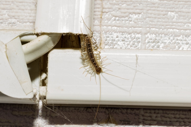 house centipedes
