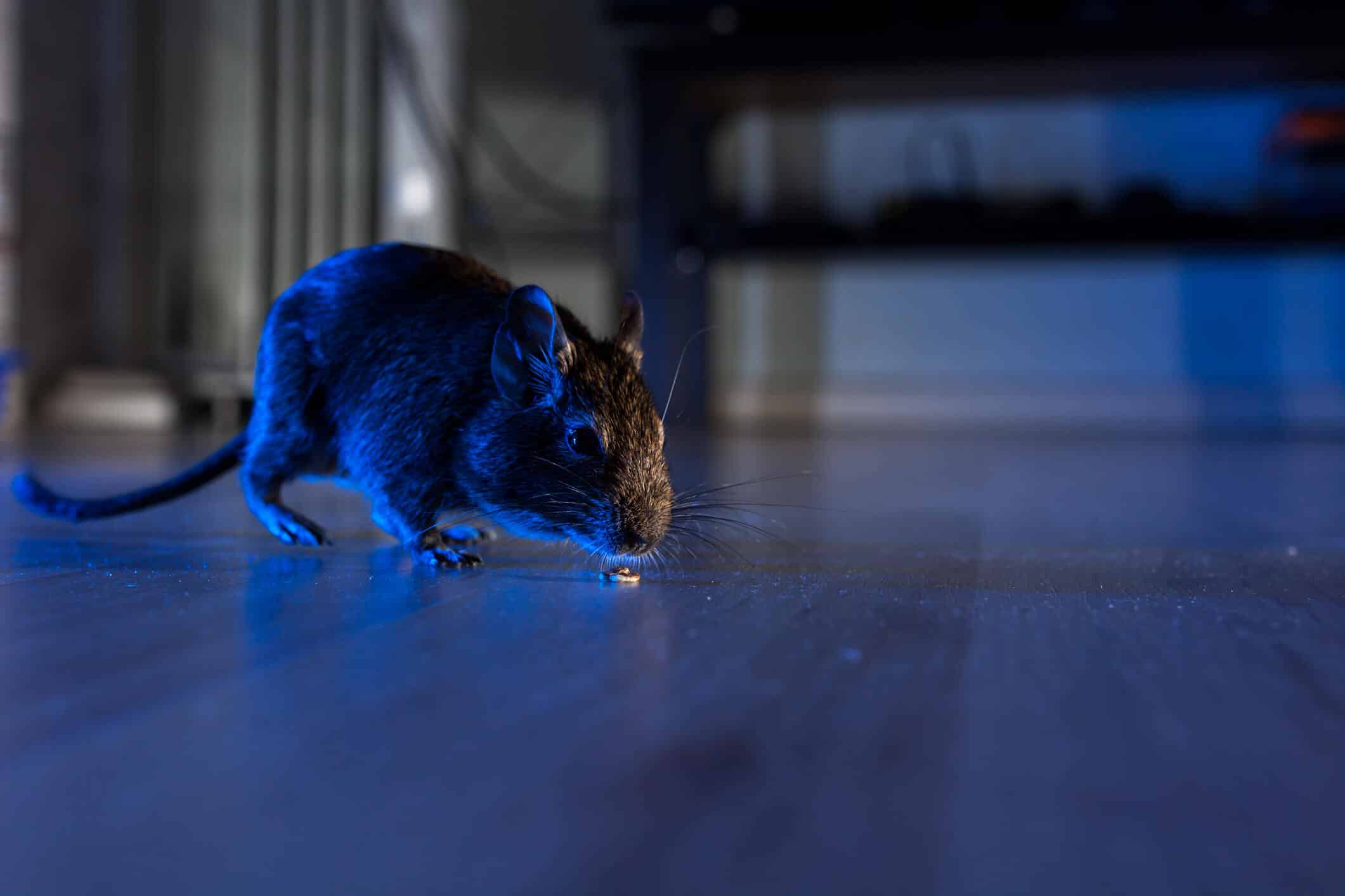 The Best Way to Get Rid of Rodents